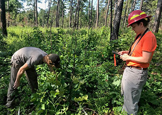 森林測量信用USFS