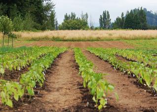 flickr用戶MultCo Communications拍攝的《Multnomah County Crops》